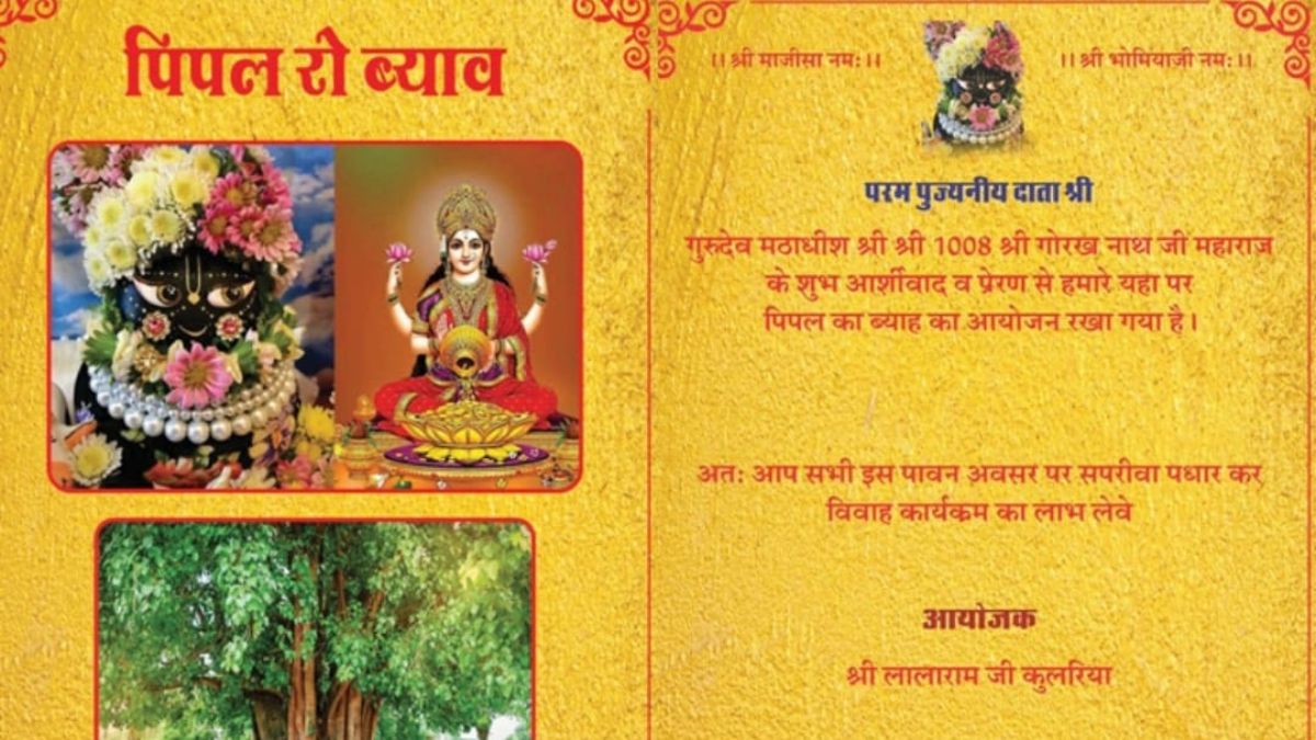 घर में उगा पीपली का पेड़, बड़े होने पर तय की शादी, कुंडली मिलवाई, हल्दी-मेहंदी की रस्म के साथ कराए फेरे घर में उगा पीपली का पेड़, बड़े होने पर तय की शादी, कुंडली मिलवाई, हल्दी-मेहंदी की रस्म के साथ कराए फेरे