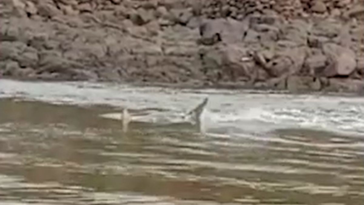 मछली पकड़ने के लिए खाड़ी में उतरा युवक, पैर के नीचे आया विशालकाय जीव, और फिर