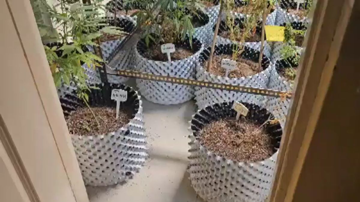 कैलिफोर्निया से मंगवाए बीज, गमलों में उगाए पौधे और हर महीने ढाई लाख की कमाई... फ्लैट में गांजा उगाने वाले राहुल की पूरी कहानी कैलिफोर्निया से मंगवाए बीज, गमलों में उगाए पौधे और हर महीने ढाई लाख की कमाई... फ्लैट में गांजा उगाने वाले राहुल की पूरी कहानी