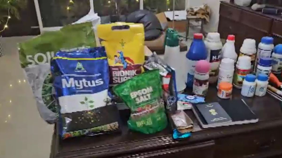 कैलिफोर्निया से मंगवाए बीज, गमलों में उगाए पौधे और हर महीने ढाई लाख की कमाई... फ्लैट में गांजा उगाने वाले राहुल की पूरी कहानी कैलिफोर्निया से मंगवाए बीज, गमलों में उगाए पौधे और हर महीने ढाई लाख की कमाई... फ्लैट में गांजा उगाने वाले राहुल की पूरी कहानी