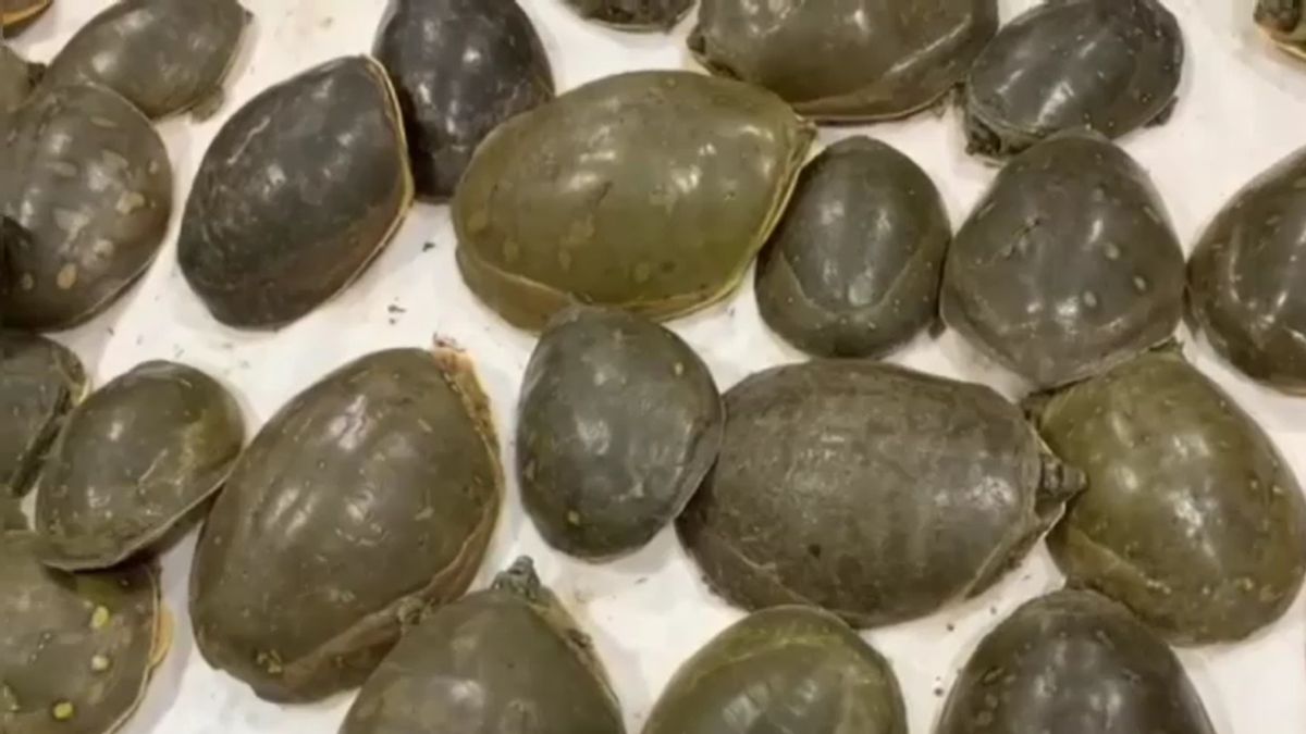 वाराणसी: तंत्र-मंत्र और दवा के लिए तस्करी हो रहे 35 प्रतिबंधित कछुए बरामद, कीमत 8 लाख रुपये