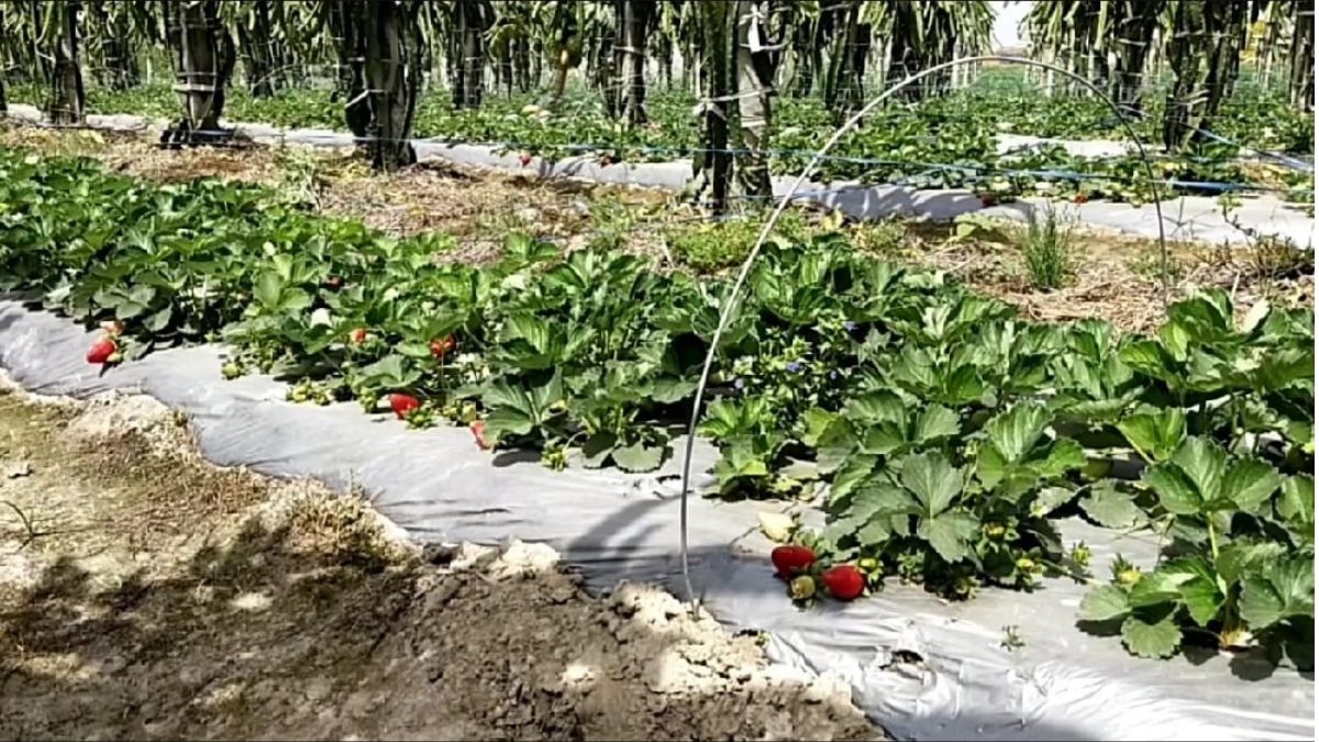 इंजीनियर ने खेती में शुरू किया ऐसा प्रयोग कि होने लगी लाखों की इनकम. (Photo: Aajtak) इंजीनियर ने खेती में शुरू किया ऐसा प्रयोग कि होने लगी लाखों की इनकम. (Photo: Aajtak)