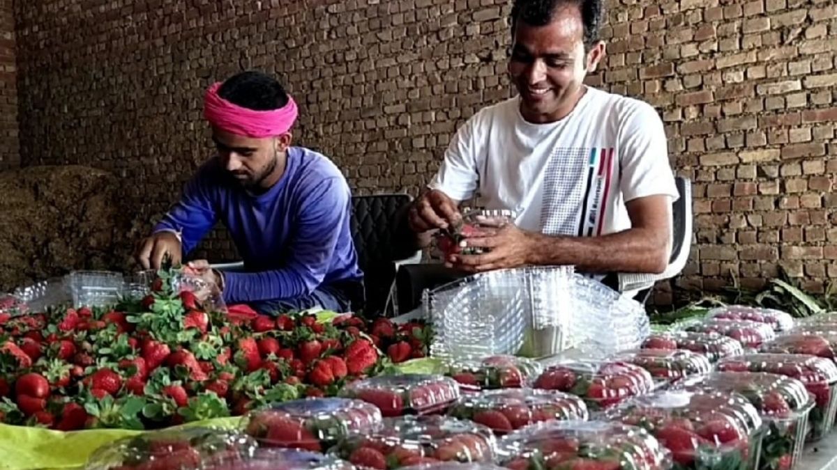 इंजीनियर ने खेती में शुरू किया ऐसा प्रयोग कि होने लगी लाखों की इनकम. (Photo: Aajtak) इंजीनियर ने खेती में शुरू किया ऐसा प्रयोग कि होने लगी लाखों की इनकम. (Photo: Aajtak)
