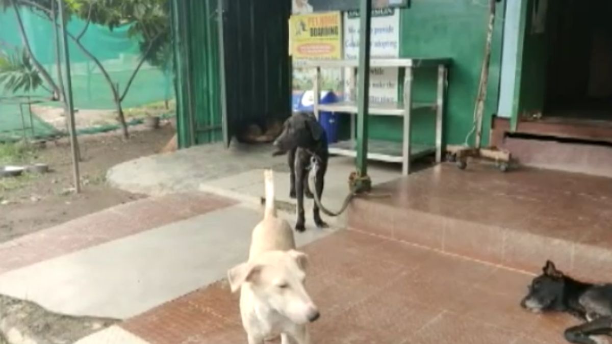 एनिमल संस्था के सामने बंधे मिले 14 कुत्ते. (Photo: Aajtak)