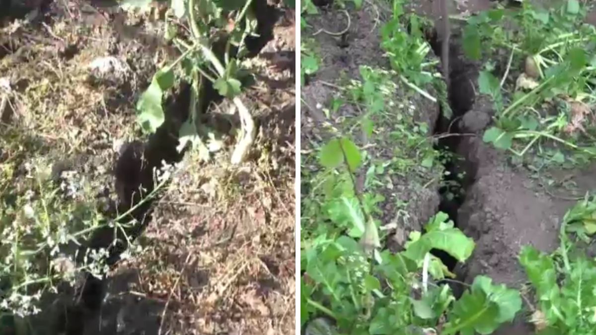 उत्तराखंड में दरकी जमीन, खेतों-घरों में बड़ी दरारें, दहशत से इलाका छोड़ रहे लोग उत्तराखंड में दरकी जमीन, खेतों-घरों में बड़ी दरारें, दहशत से इलाका छोड़ रहे लोग