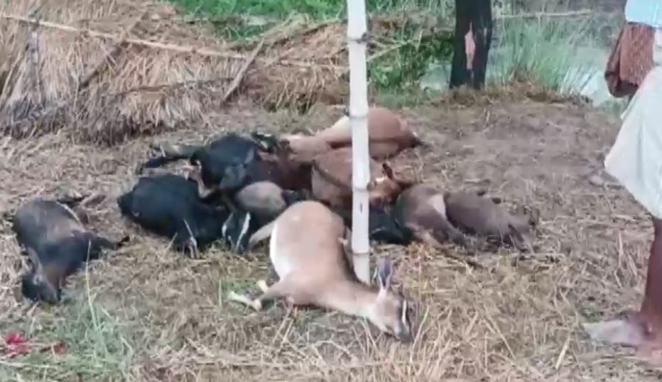 बकरियों की मौत