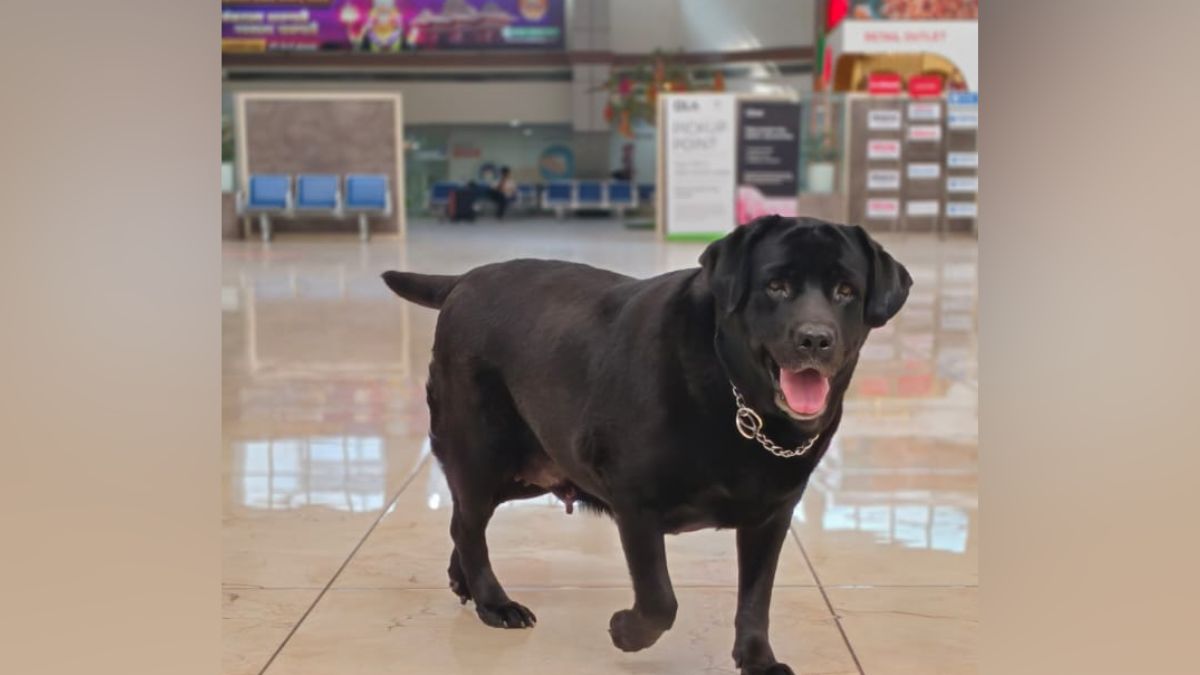 Washim Emotional Farewell Police Dog Stefi Honored Funeral Bomb Disposal Service Washim Emotional Farewell Police Dog Stefi Honored Funeral Bomb Disposal Service