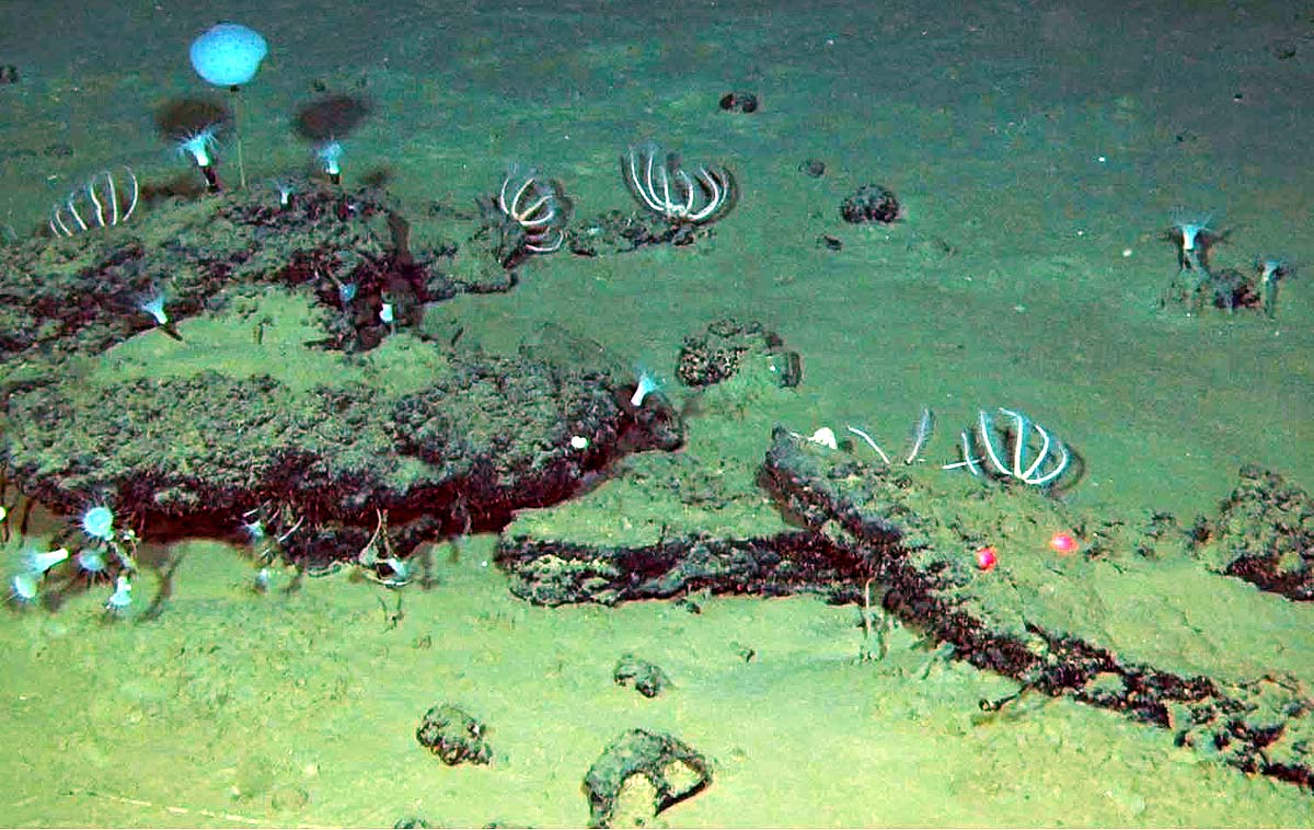 Whale Graveyard Whale Graveyard