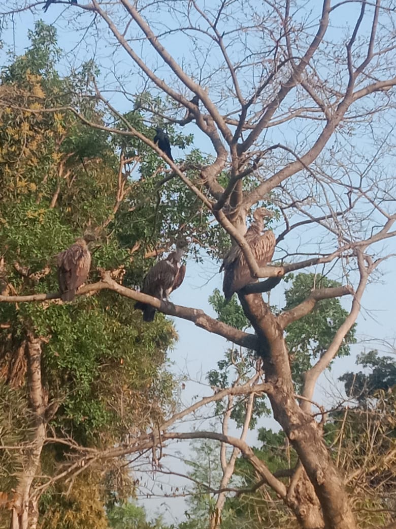 गिद्धों का एक झुंड जहांगीराबाद के बांभोरा गांव के पास देखा गया.