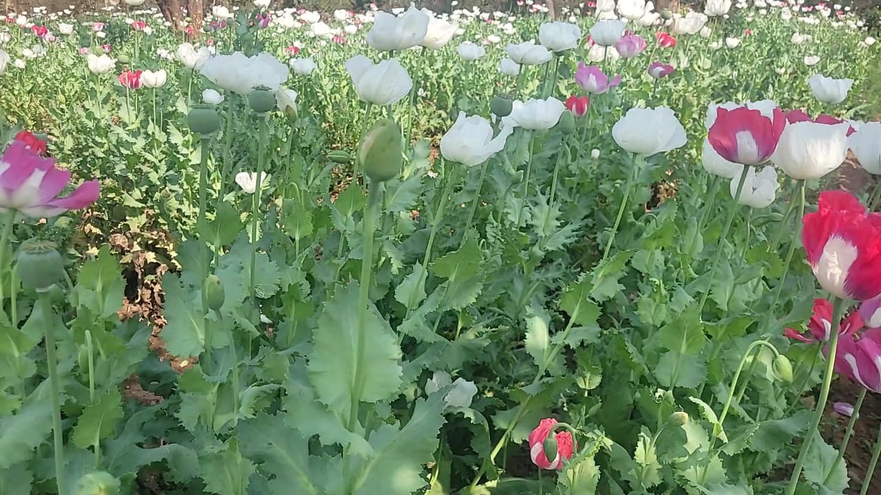 अफीम की खेती