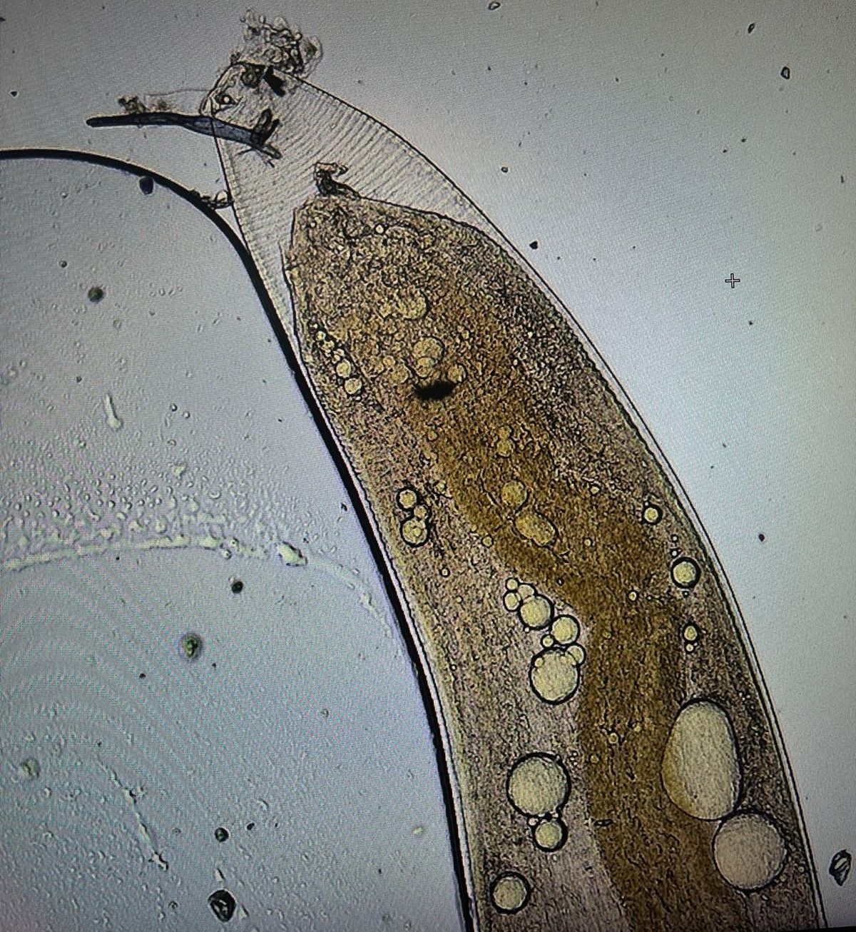 ग्नाथोस्टोमा स्पिनिजेरम.