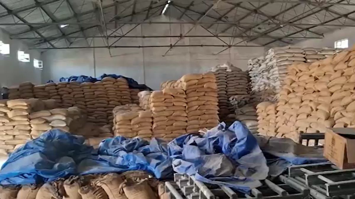 Wheat 35 Crore Spoiled Raisen Warehouse Officials Report awaited Wheat 35 Crore Spoiled Raisen Warehouse Officials Report awaited