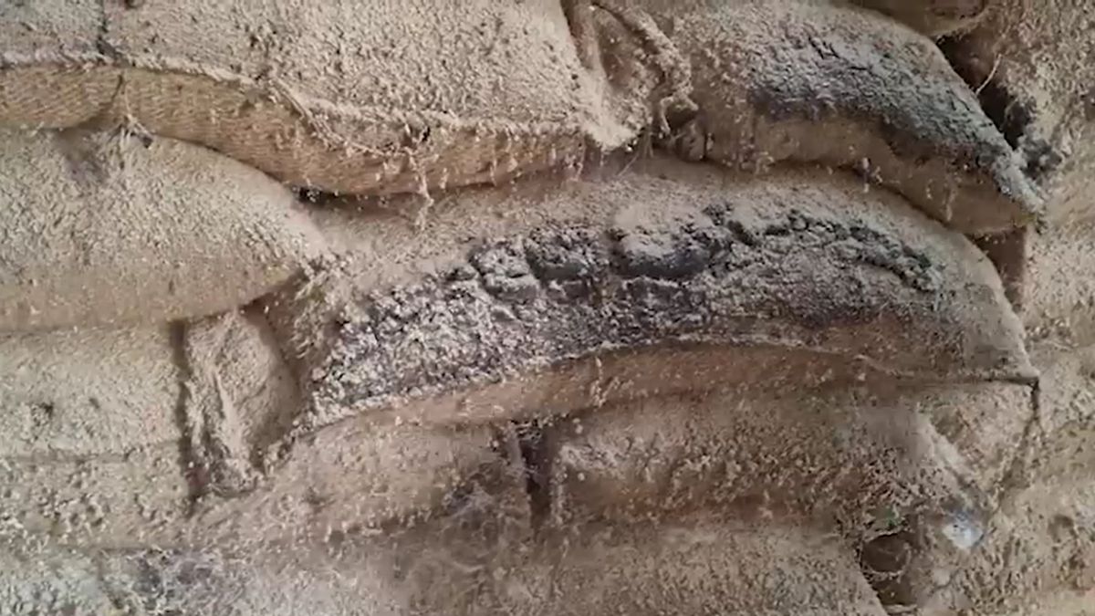 Wheat 35 Crore Spoiled Raisen Warehouse Officials Report awaited Wheat 35 Crore Spoiled Raisen Warehouse Officials Report awaited