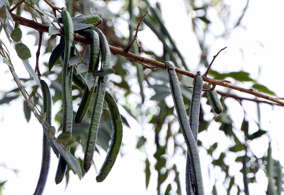 Yellow flower Kerala-Tamil Nadu
