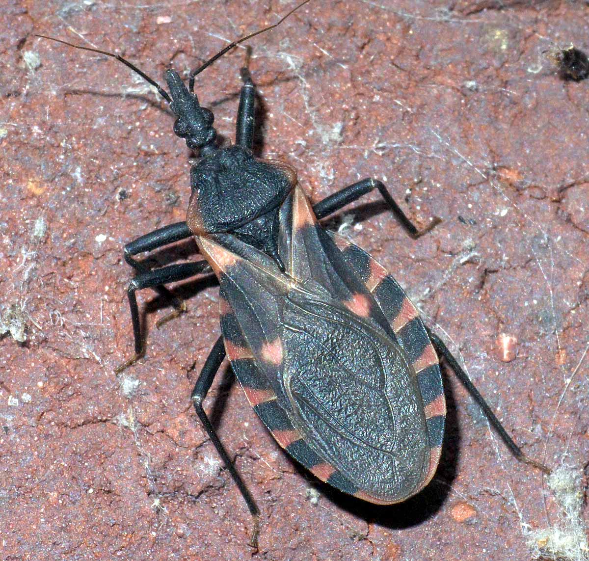 kissing bug disease us