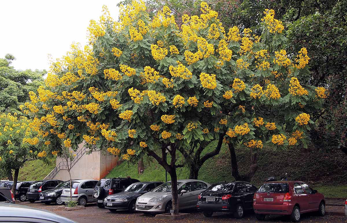 Yellow flower Kerala-Tamil Nadu