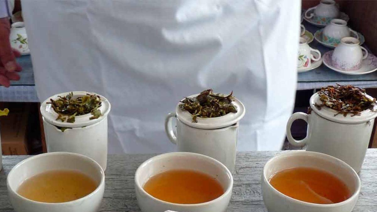 अलग-अलग क्वालिटी की चाय से बनते हैं अलग-अलग ब्लेंड्स (Photo : makaibari.com)