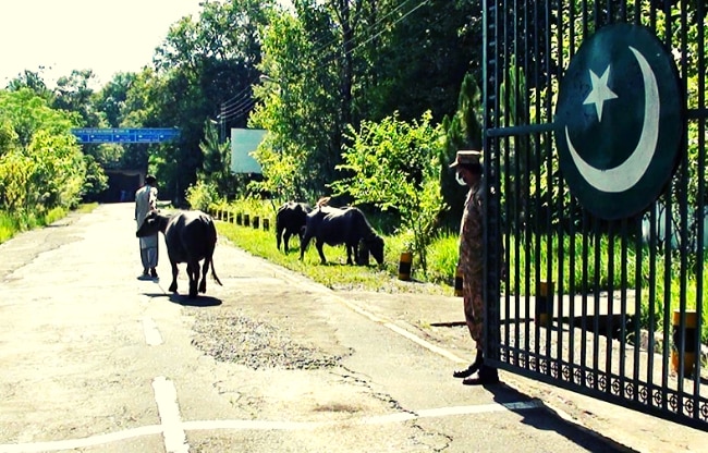 भैंसों को ले जाते मालिक 