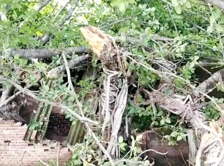 पेड़ गिरने से मकान हुए ध्वस्त