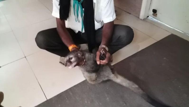 लखनऊ: पीजीआई अस्पताल में घुसा बिज्जू जानवर.