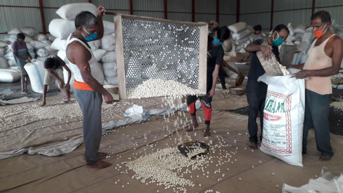 एयरपोर्ट के खुलने से दरभंगा में मखाना व्यापार को बढ़ावा मिलेगा (फोटो-रोहित)