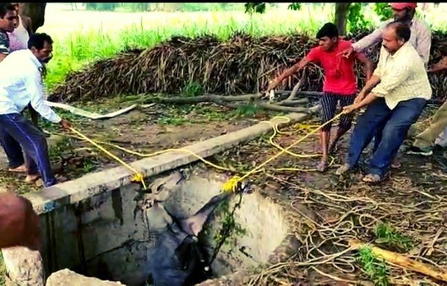 नीलगाय को निकालते ग्रामीण 