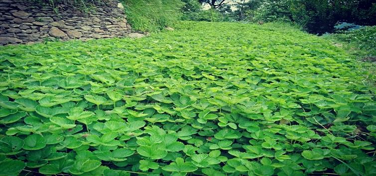 Image credit: Vivek Shandil