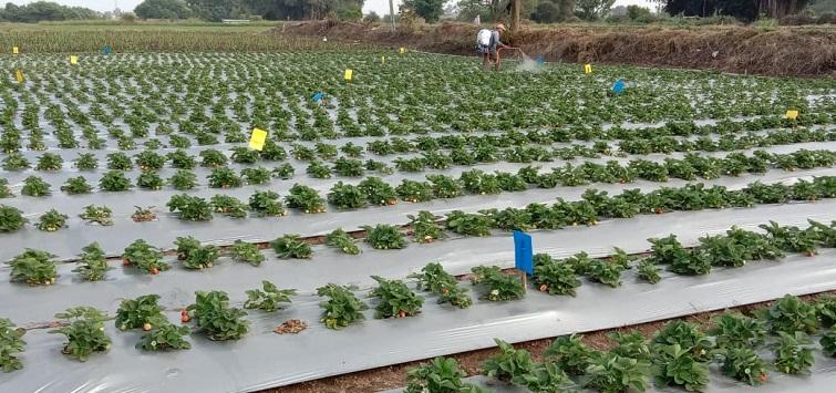 Image credit: Vivek Shaldil, Farmer