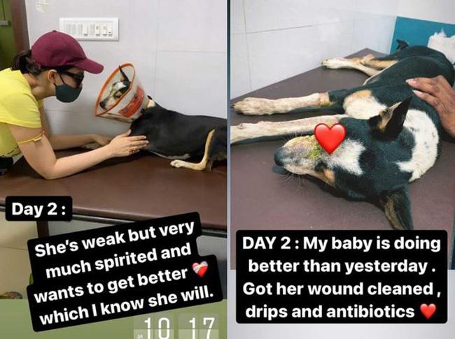 मुनमुन दत्ता ने बचाई फिमेल डॉग की जान