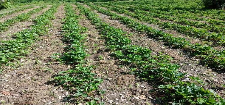 Image credit: Vivek Shandil