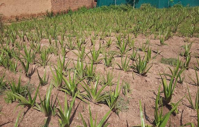 Aloe Vera Cultivation