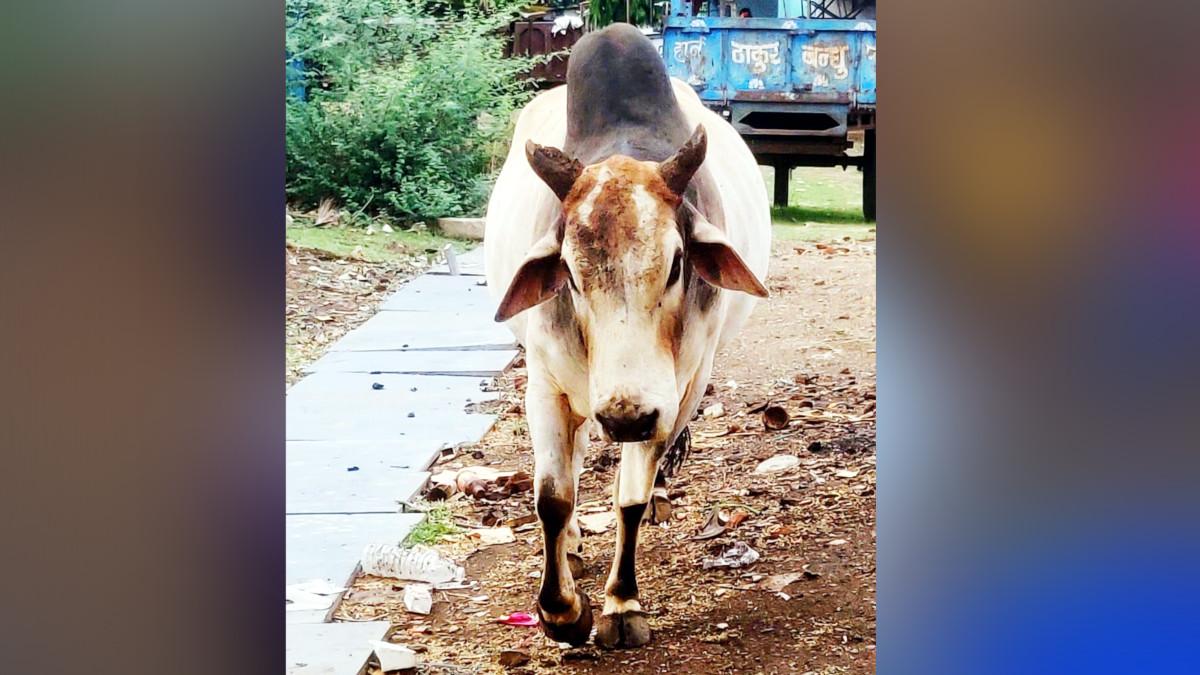 नंदी बाबा के रूप में पूजा जाता था सांड.