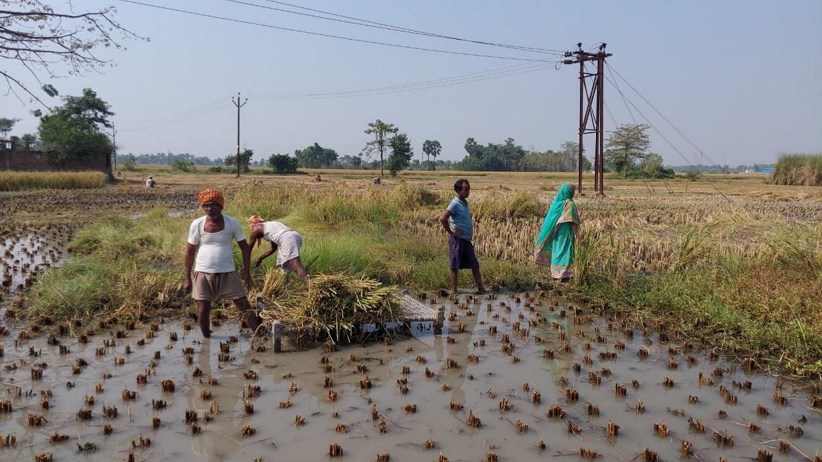 धान की कटाई करते किसान