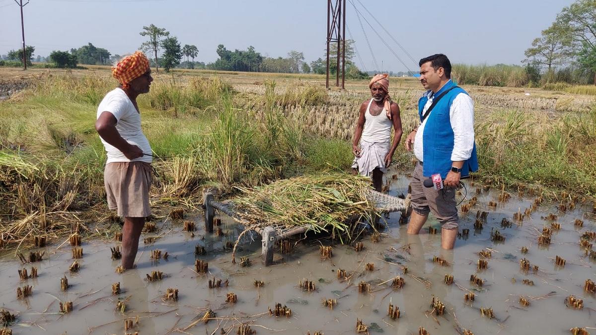 खाट रखकर हो रही धान की कटाई