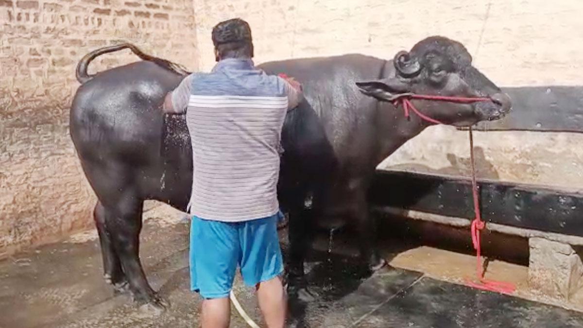 11 करोड़ी रुस्तम ने जीता कृषक रत्न अवॉर्ड