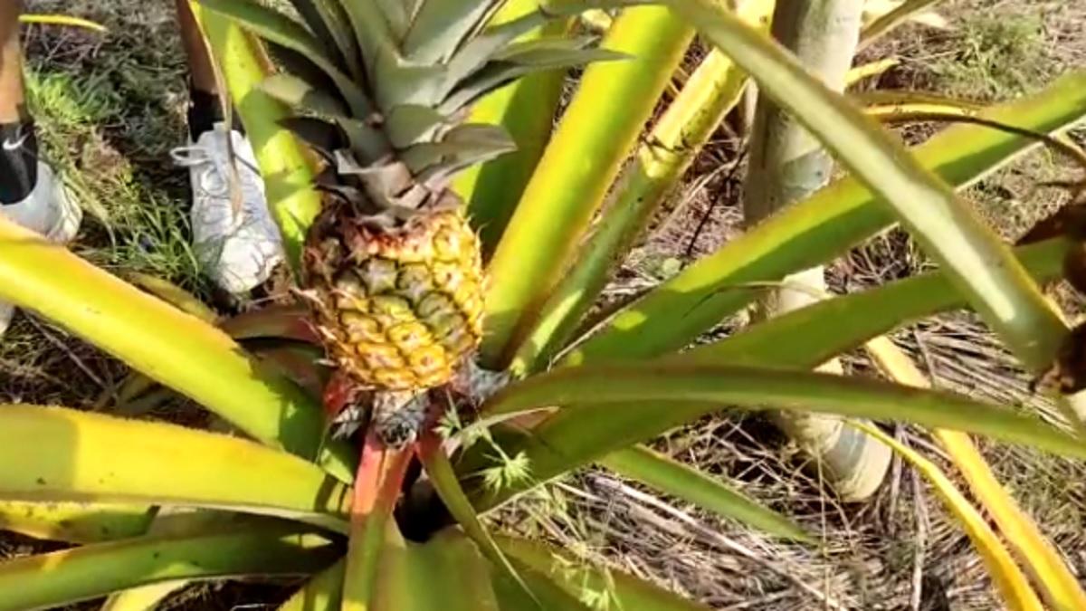 ऑर्गेनिक फार्मिंग