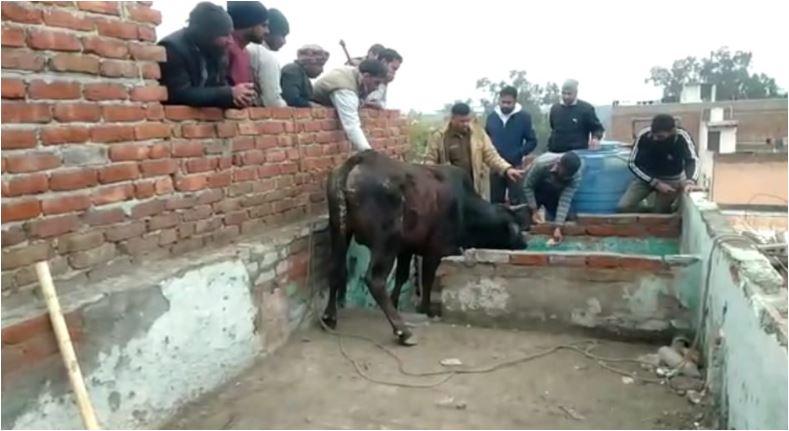पुलिस और नगर निगम की टीमों ने मिलकर किया रेस्क्यू.