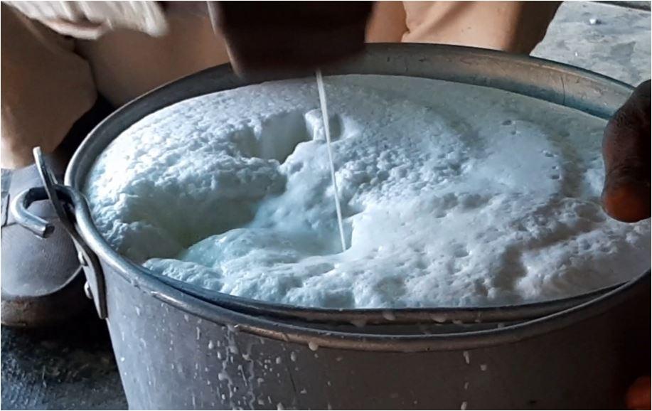 33.8 लीटर दूध देकर देश की नंबर-1 भैंस बनी रेशमा.