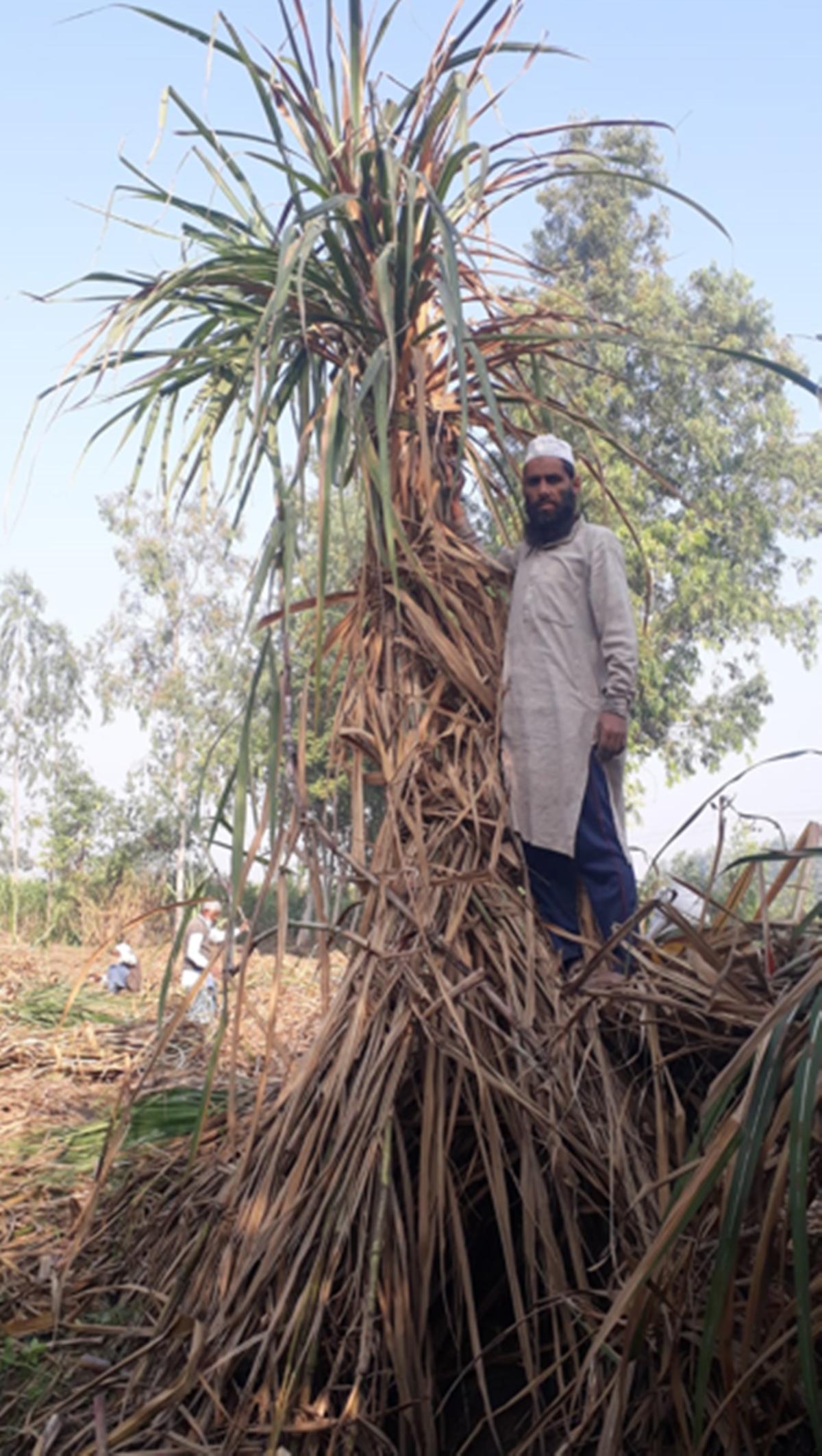 23 फीट लंबे गन्ने के साथ किसान