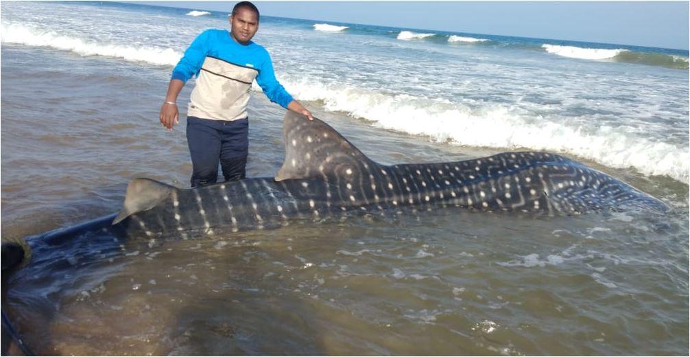 व्हेल शार्क को देखते ही लोग लेने लगे सेल्फी.