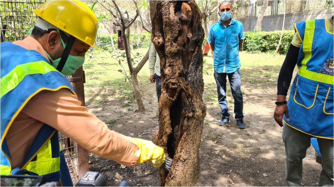 पेड़ों की बीमारियों का इलाज करेंगी ये ट्री एंबुलेंस.