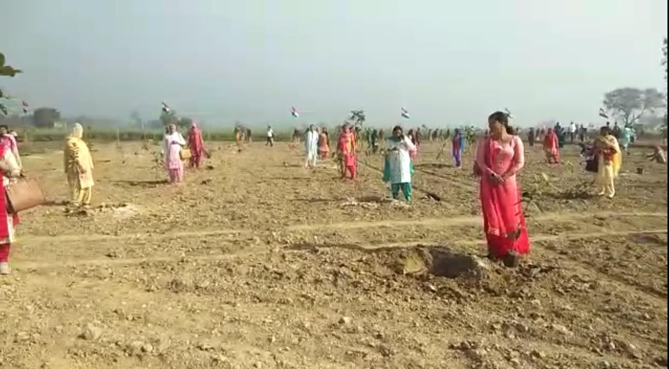 विश्व महिला दिवस पर पौधा रोपण 