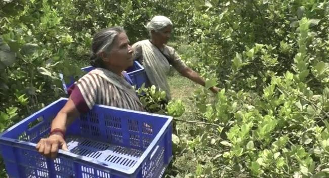 चोरी नींबू की कीमत बताई जा रही करीब 15 हजार 