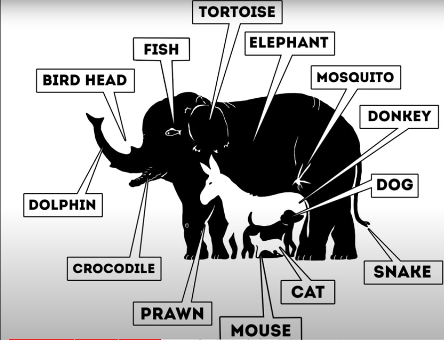 How many animals can you spot