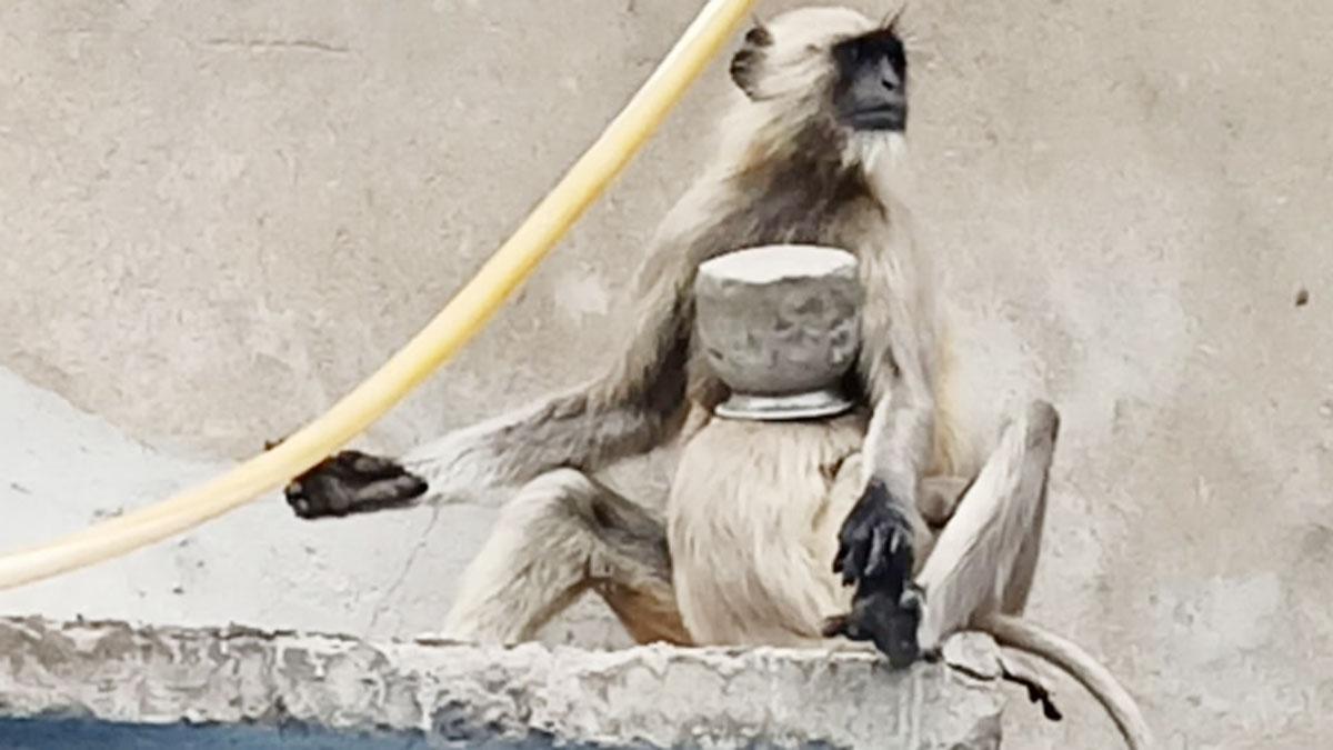 बंदर के बच्चे का मुंह पानी के लोटे में फंस गया