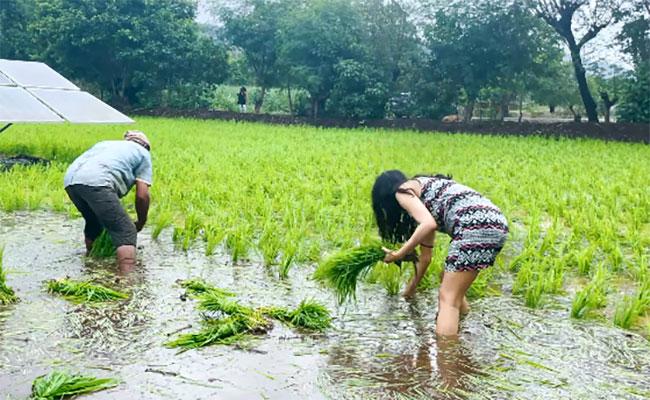 काम छोड़ खेत में धान बोते नजर आईं शहनाज गिल, वीडियो वायरल