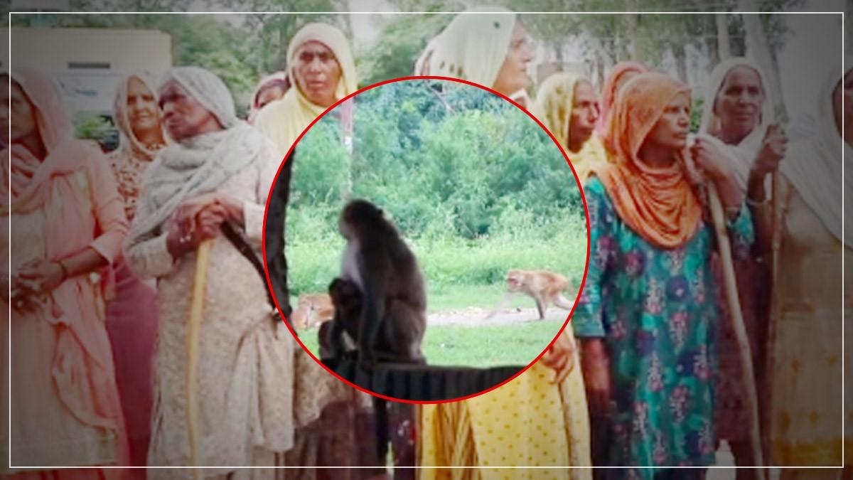 बंदरों के आतंक से परेशान लोग 