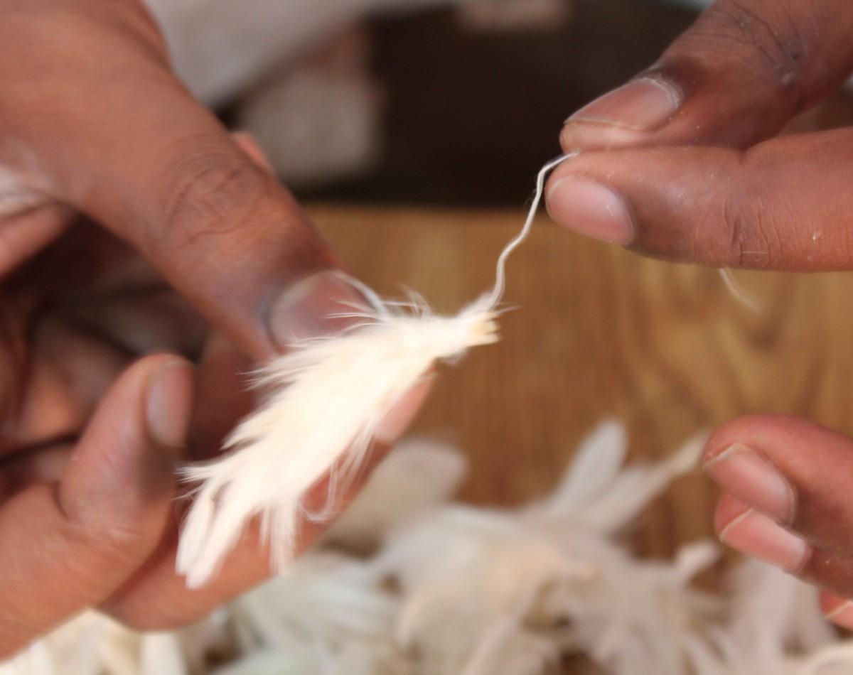 मुर्गे के पंख