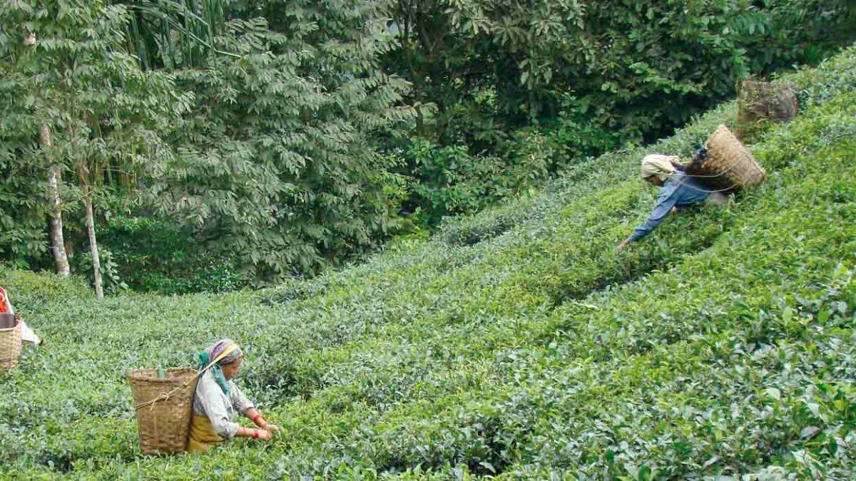दार्जिलिंग की मशहूर मकैबारी चाय (Photo : makaibari.com)