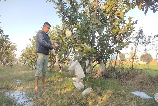 Guava Farming